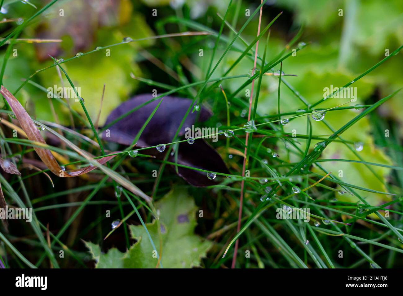 Gocce di acqua su fili di erba Foto Stock