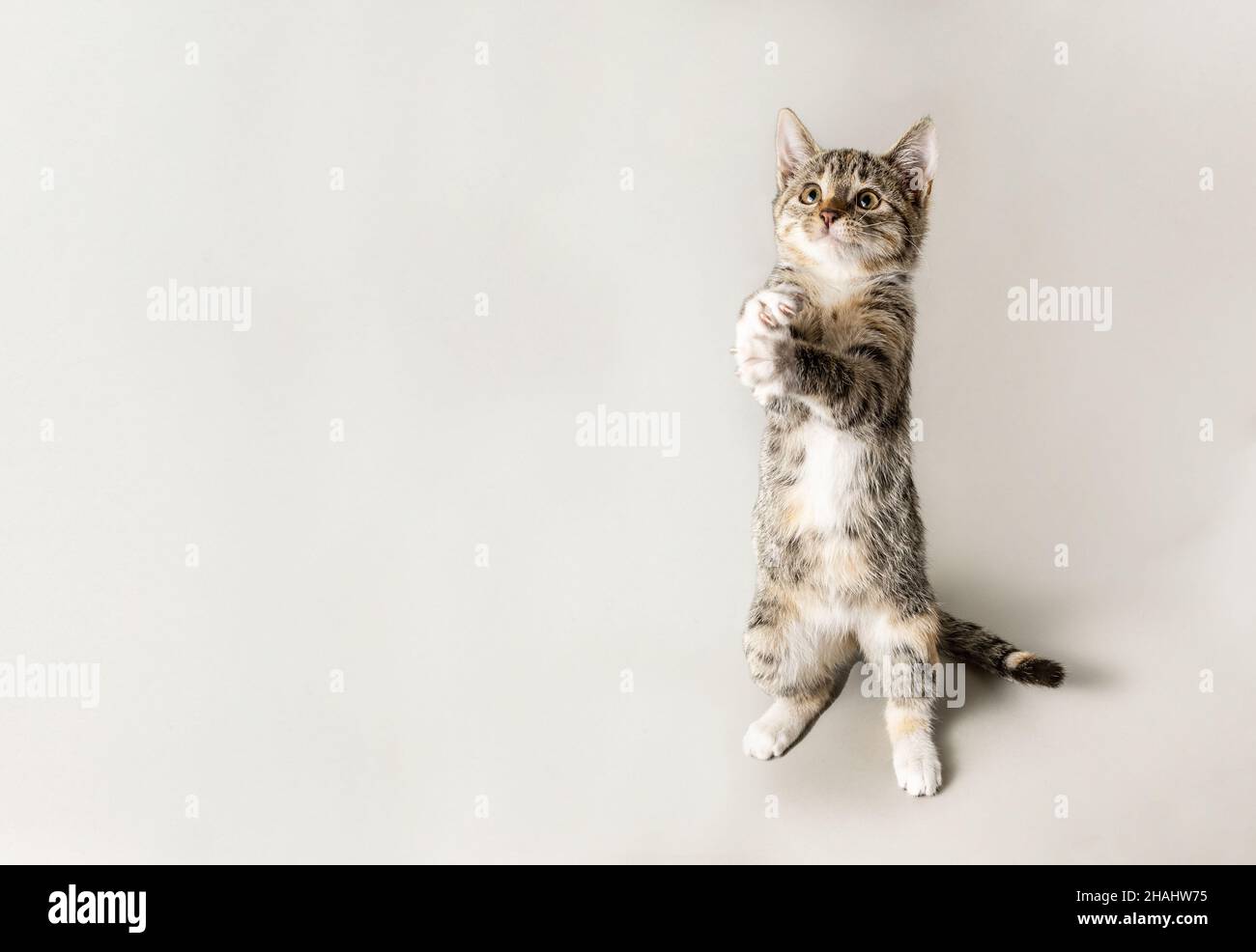 Gatto grigio tabby in piedi giocando isolato su sfondo grigio Foto Stock