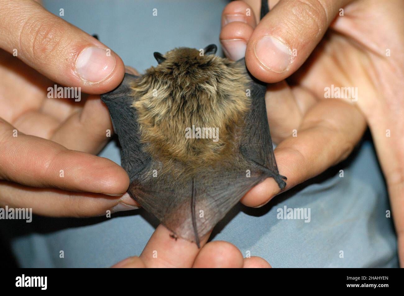 Il chirotterologo tiene e studia un pipistrello nelle sue mani Foto Stock