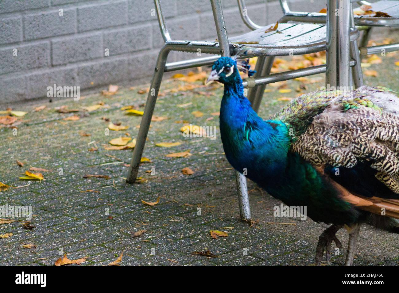 Primo piano di un pavone in Amersfoort Dierenpark nei Paesi Bassi Foto Stock