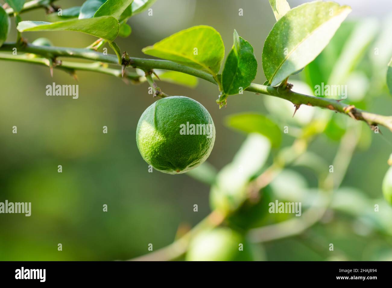 Verde Citrus aurantiifolia anche noto come calce acida o calce acida, calce kagzi appesa al ramo dell'albero. Messa a fuoco selettiva utilizzata. Foto Stock