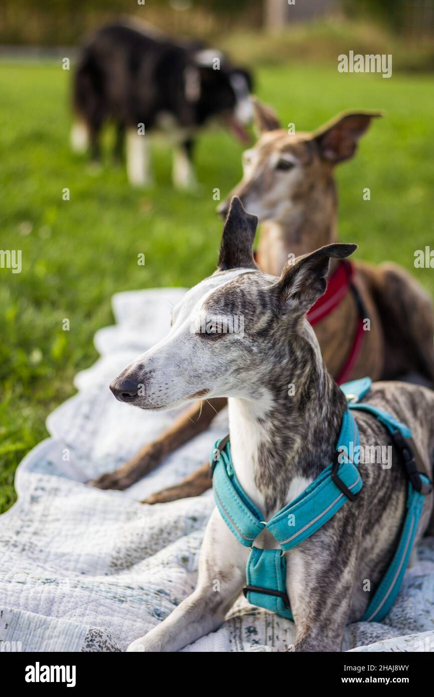 I cani si rilassano su coperta in giardino. Whippet, galgo levriero spagnolo e collie di confine in background Foto Stock
