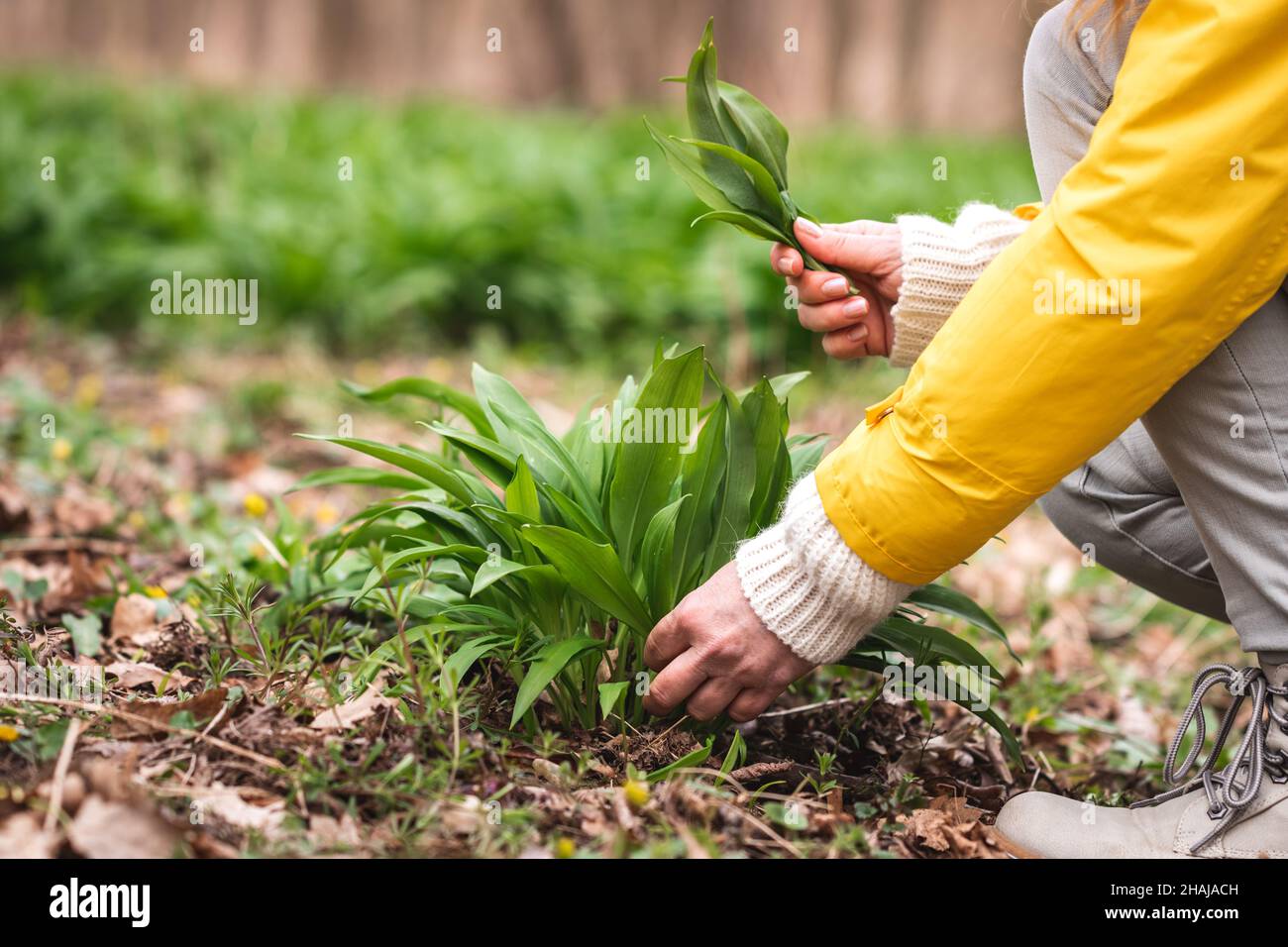 Donna che raccoglie aglio selvatico fresco (allium ursinum) foglie in foresta. Raccolta di orso leek erba nella stagione primaverile. Medicina alternativa e di erbe Foto Stock