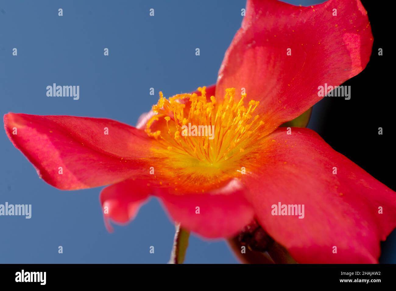Rosa Ufficio tempo fiore closeup completamente fiorito. Messa a fuoco selettiva utilizzata. Foto Stock