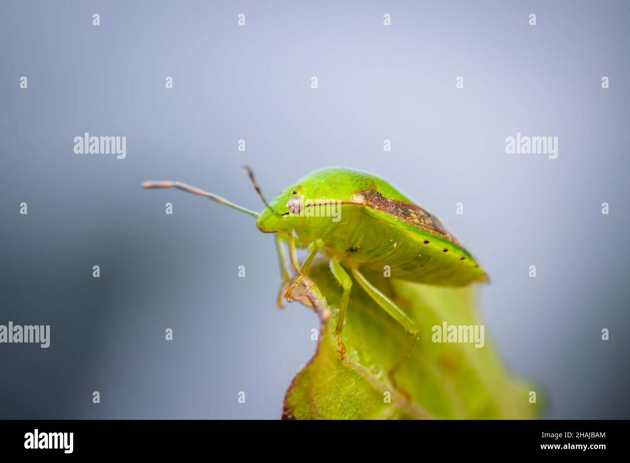 Bug verde Shield sul bordo della foglia. Messa a fuoco selettiva utilizzata. Foto Stock