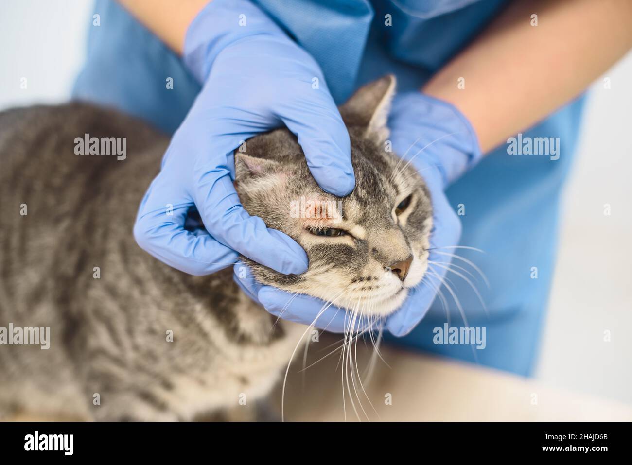 Medico veterinario sta esaminando la malattia della pelle di un gatto Foto Stock