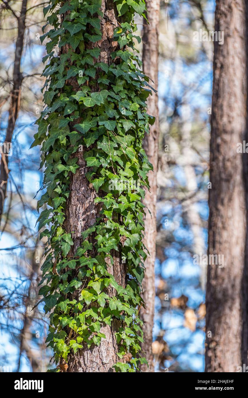 Edera inglese che sale su un tronco di pino ricoperto di verde scuro su una vite in una foresta in una giornata di sole luminoso in inizio inverno Foto Stock