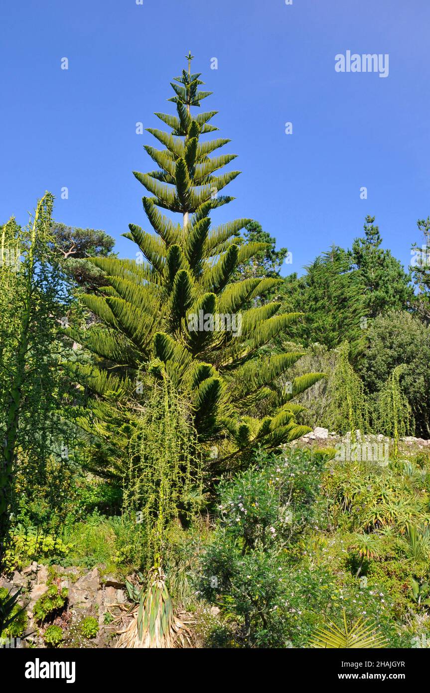 Araucaria eterophylla, famiglia conifere Araucariaceae. Norfolk Island Pine (o Norfolk Pine) endemica di Norfolk Island, un territorio esterno dell'Australia Foto Stock