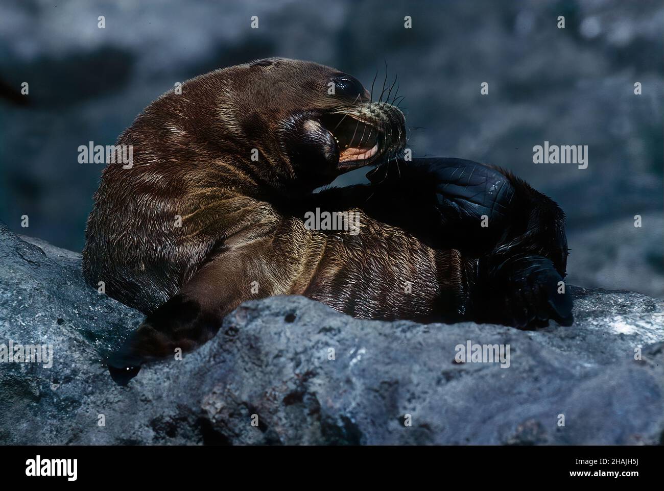 I leoni marini sono pinnipedi caratterizzati da alette esterne dell'orecchio, foreflipper lunghi, la capacità di camminare su tutti i quattro, capelli corti e spessi, e un grande petto A. Foto Stock