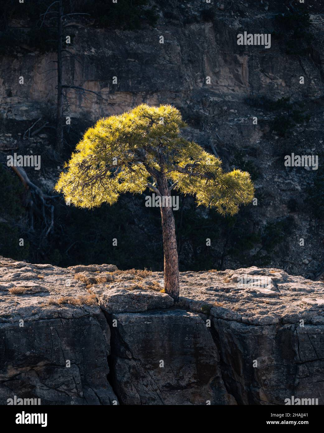 Pino nel Grand Canyon con il sole che lo mette in risalto Foto Stock