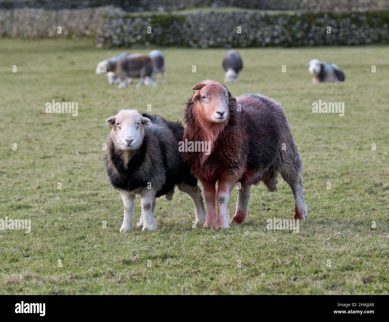 Herdwick RAM e pecore pascolo durante la stagione di accoppiamento a piede caduto, Little Langdale, Lake District National Park, Cumbria, Regno Unito Foto Stock
