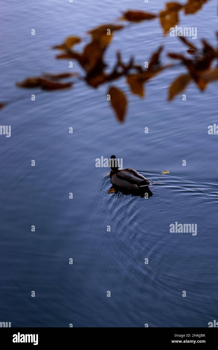 Splendida vista su un'anatra che galleggia nel lago Foto Stock
