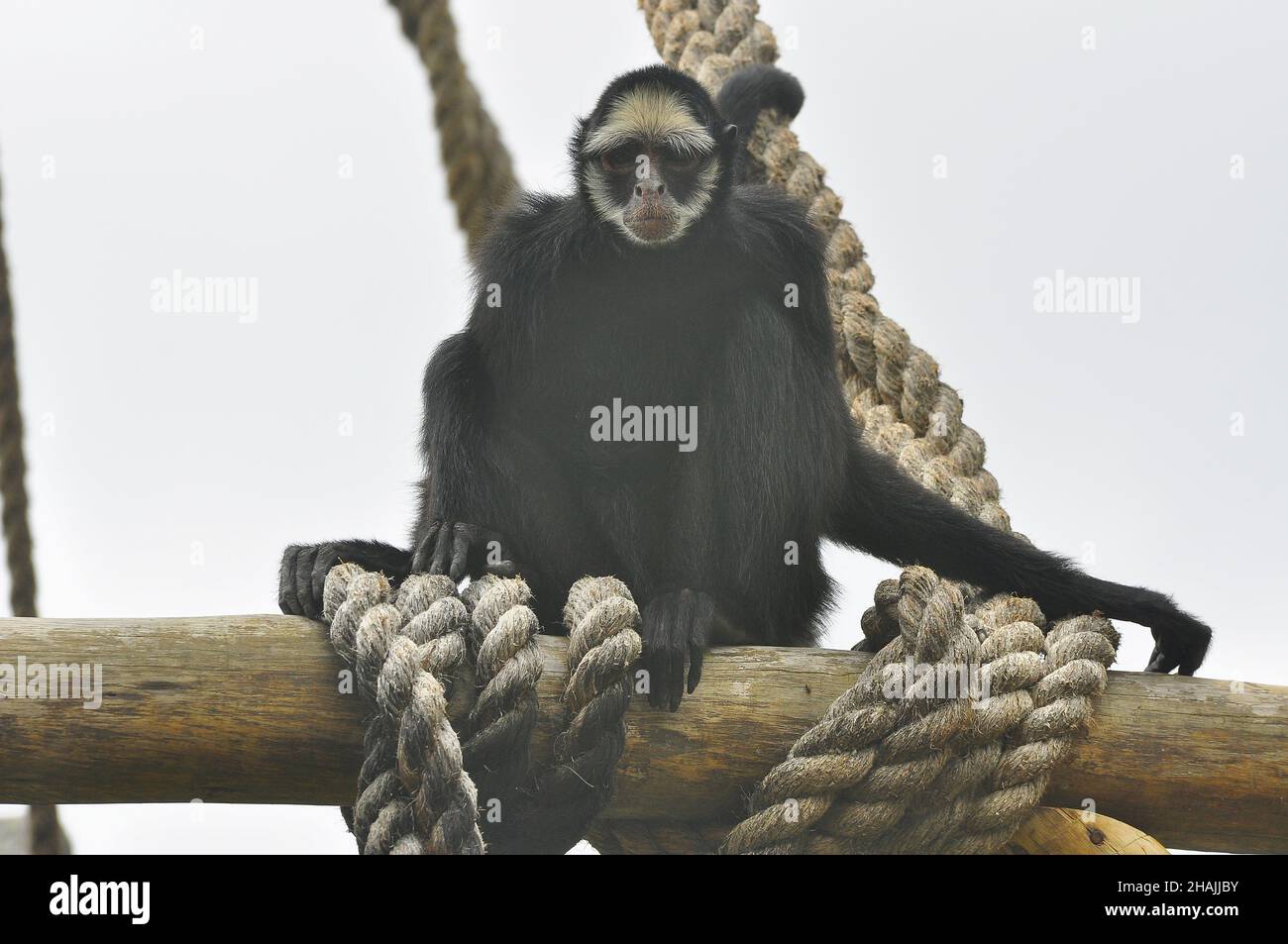 Scimmia ragno bianca (Ateles Belzebuth marginatus) Macaco-aranha-de-testa-branca Foto Stock