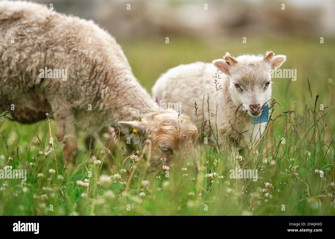 Piccolo ouessant (o Ushant) agnello di pecora che pascola su steli di dente di leone, un altro animale vicino Foto Stock