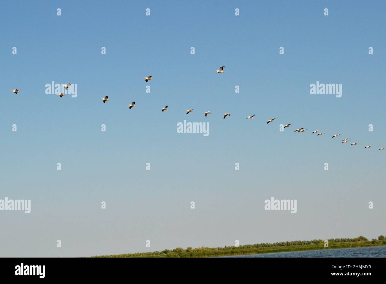 Carta di pellicani sul cielo blu del Delta del Danubio Foto Stock