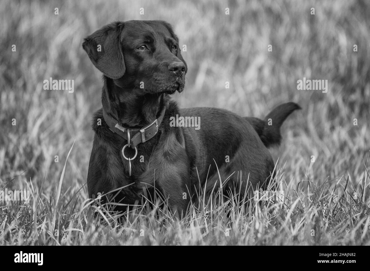 Foto in scala di grigi di un Labrador Retriever nero sull'erba Foto Stock