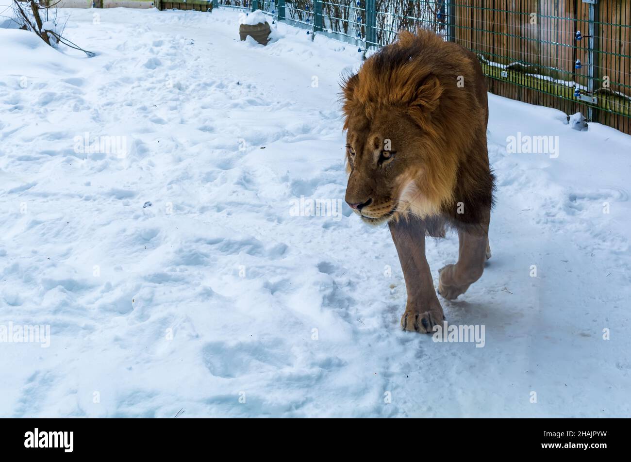 Leone africano (Panthera leo) maschio che cammina in un ambiente nevoso. Si tratta di un grande gatto muscolare con testa arrotondata e mane prominente. Foto Stock