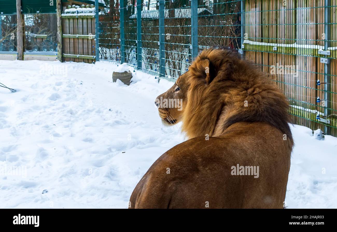 Leone africano (Panthera leo) maschio in un ambiente nevoso, guardando a sinistra. Si tratta di un grande gatto muscolare con testa arrotondata e mane prominente. Foto Stock