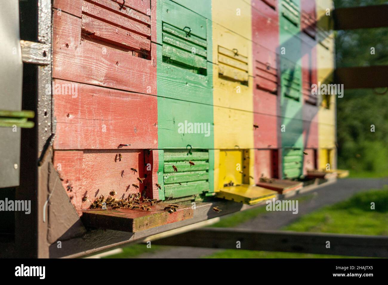 Api che volano di fronte alla colorata alveare in Slovenia Foto Stock