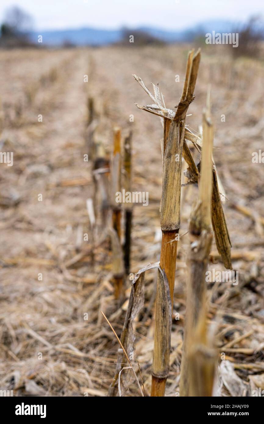 Campo di grano dopo il raccolto Foto Stock