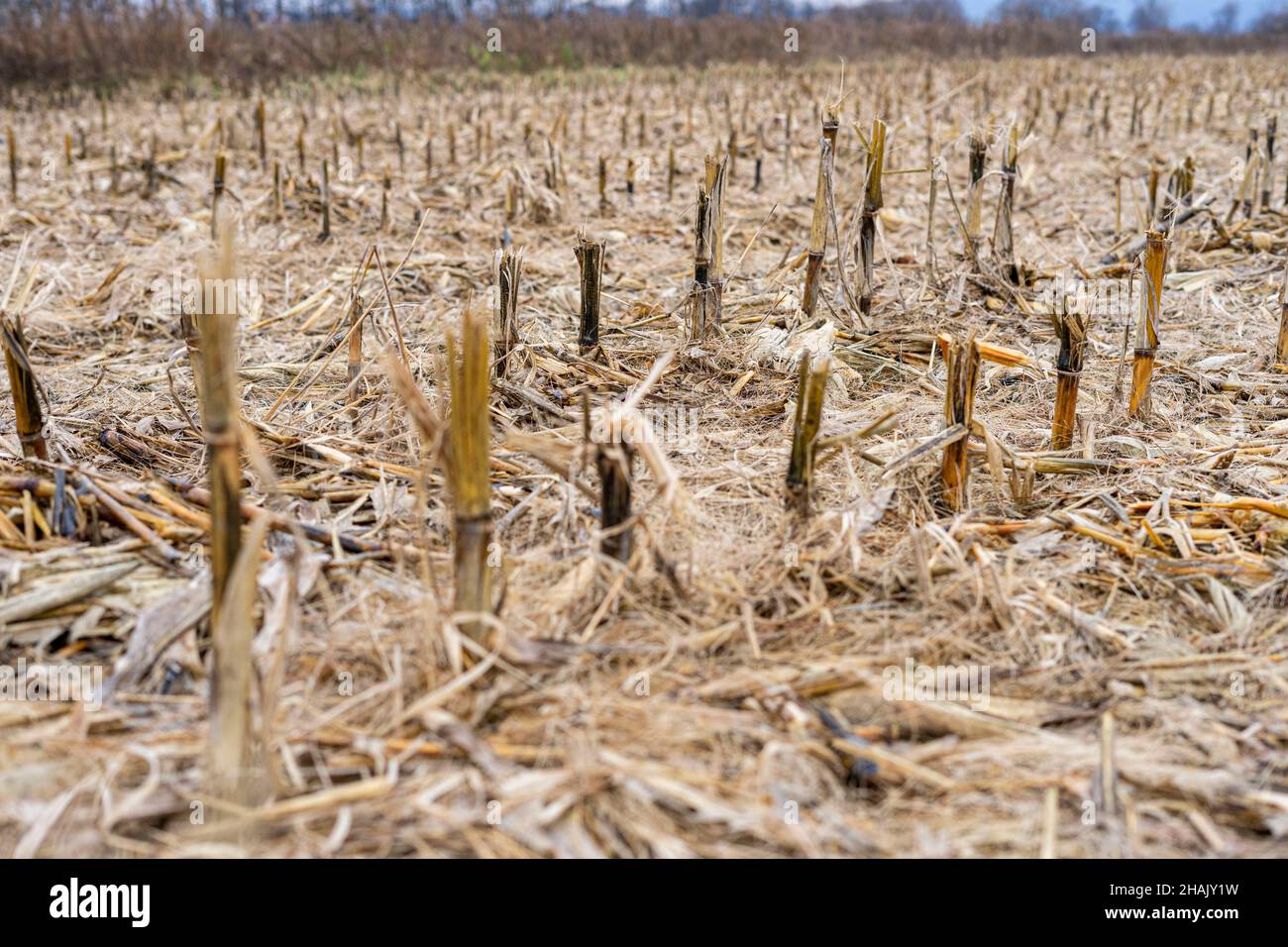 Campo di grano dopo il raccolto Foto Stock
