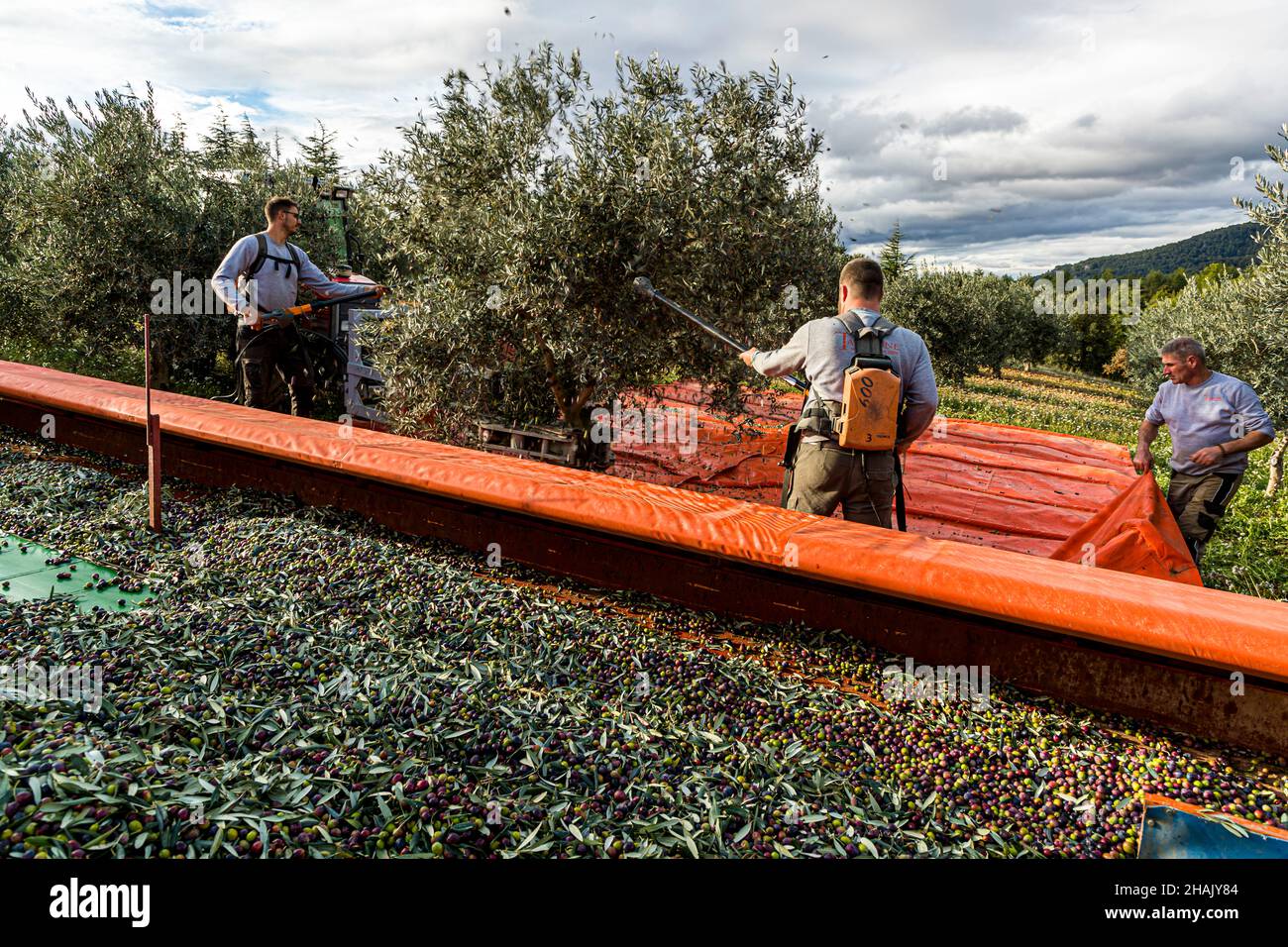 Raccolta di olive nella tenuta Chateau de Taurenne a Aups, Francia. Le olive cadono su un telone che ne tira le olive sul rimorchio. Tutto deve andare rapidamente e preferibilmente senza toccare il terreno e la pressione Foto Stock