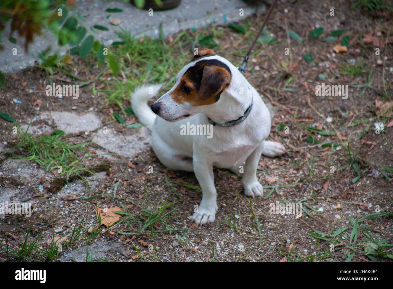 Il cane della razza Jack Russell siede sull'erba Foto Stock