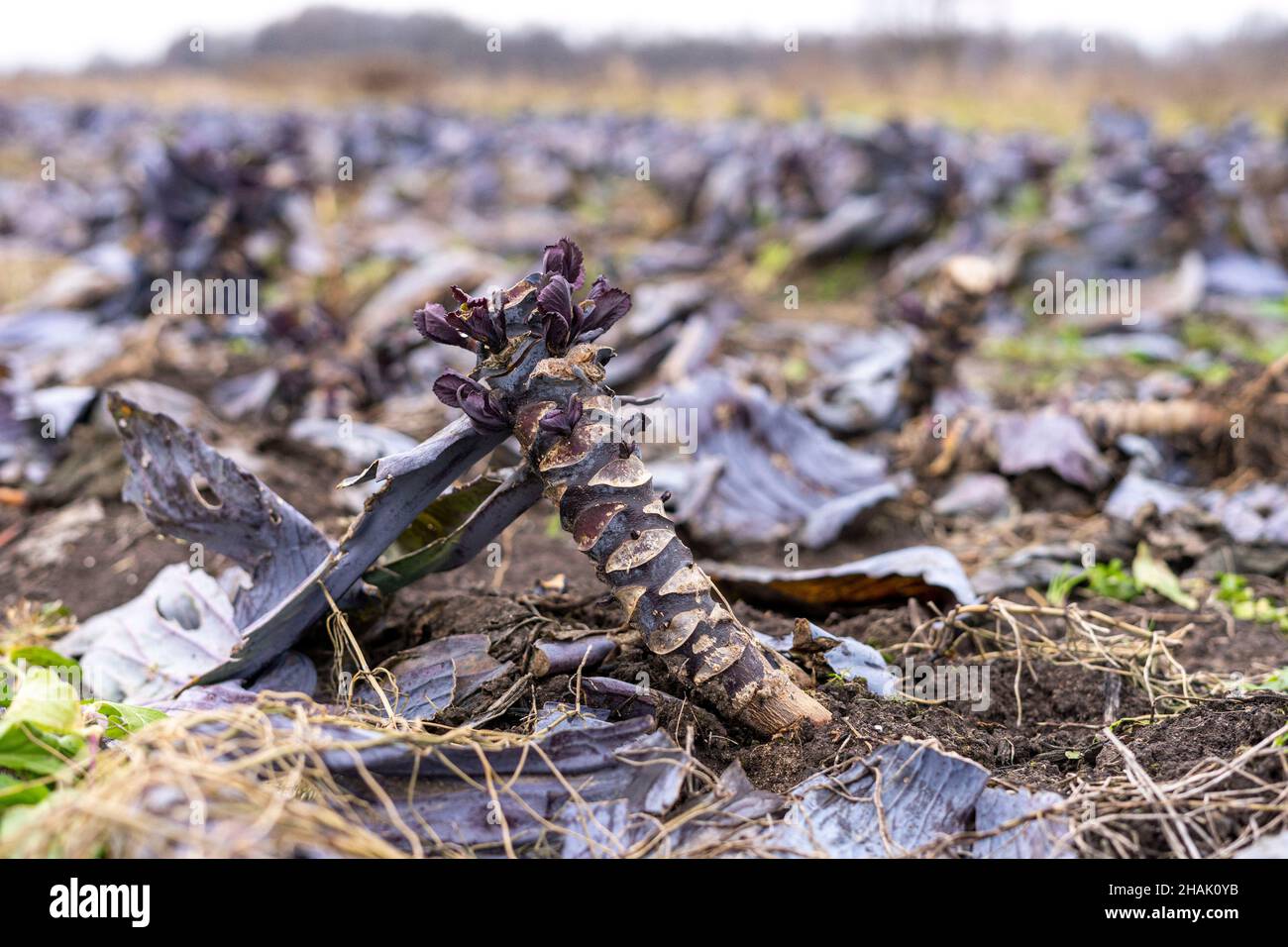 Campo di cavolo rosso e verde in inverno in Slovenia nella zona paludi di Lubiana Foto Stock