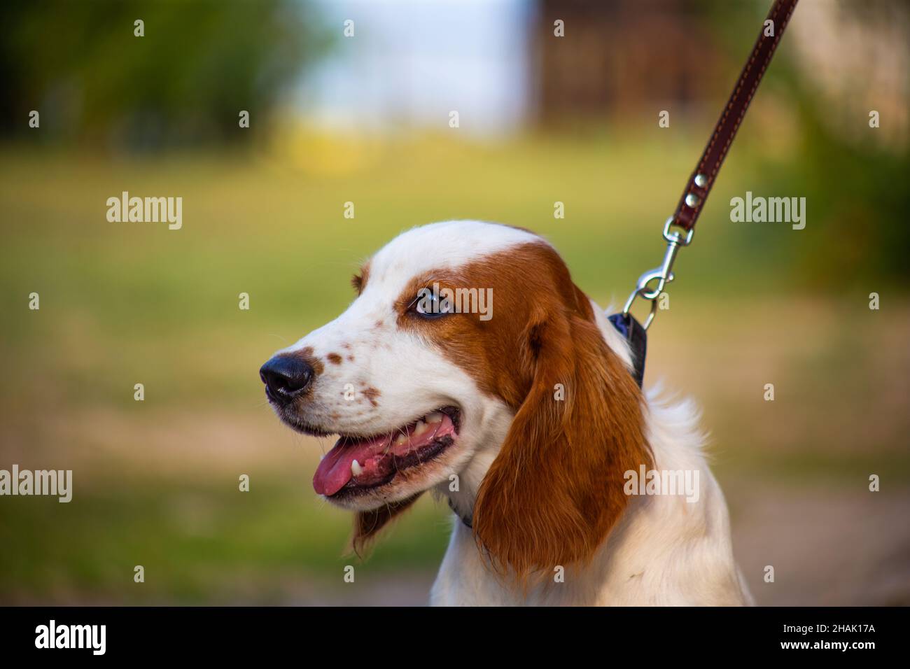 Gallese Springer Spaniel Caccia cane in natura Foto Stock