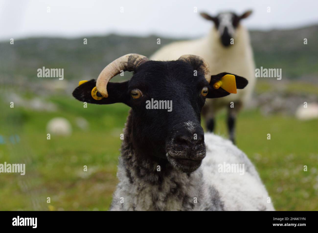 Scogliere di Moher, County Clare (Irlanda): La Grotta di Harry Potter Foto Stock