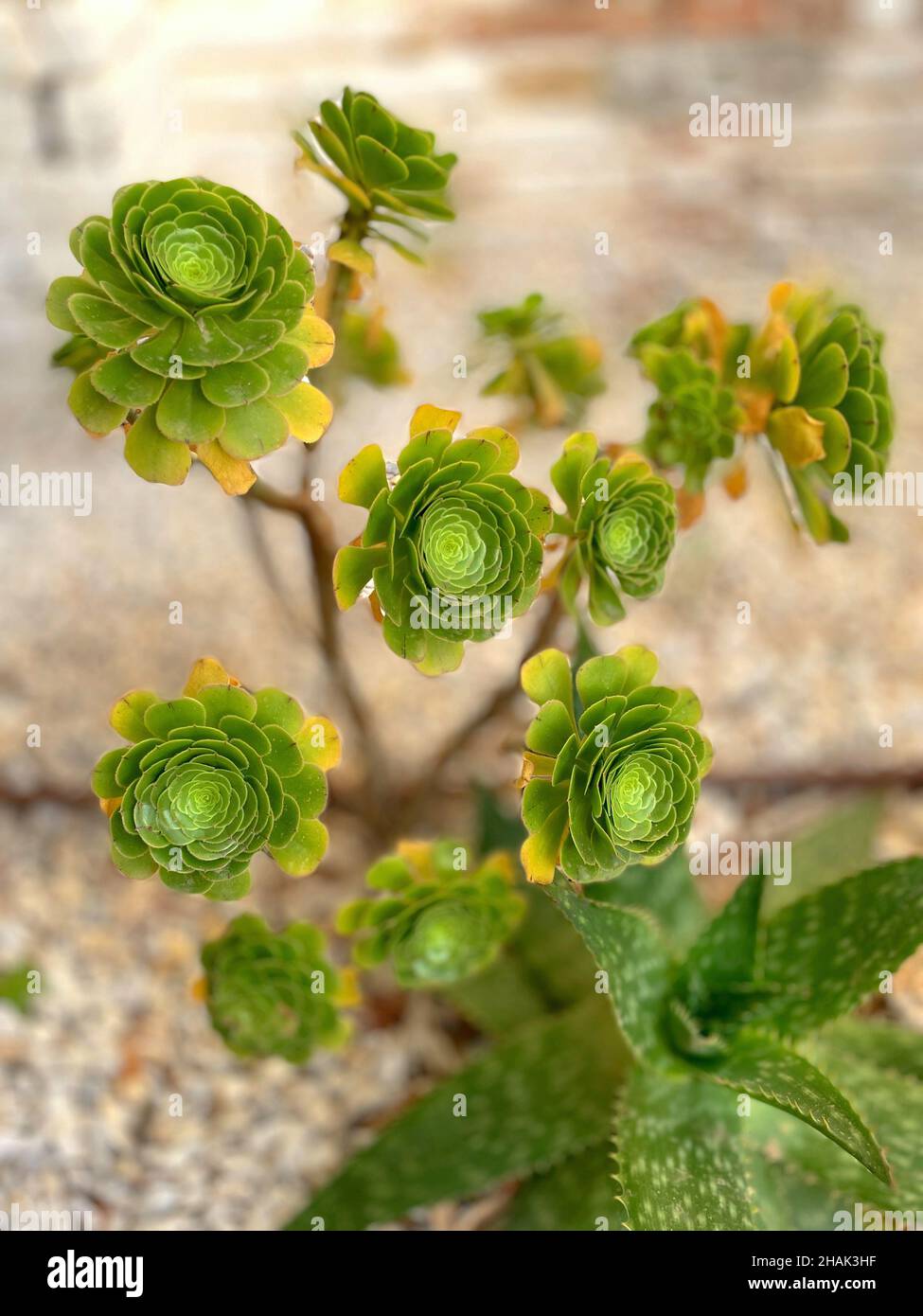 Aeonium arboreum Foto Stock