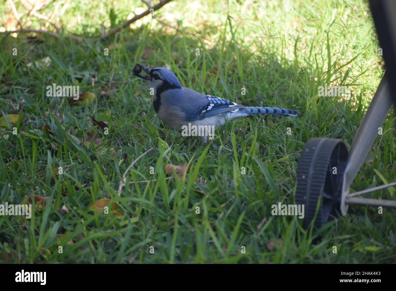 Un Bluejay mangia una bacca in un prato ombreggiato da cortile. Foto Stock