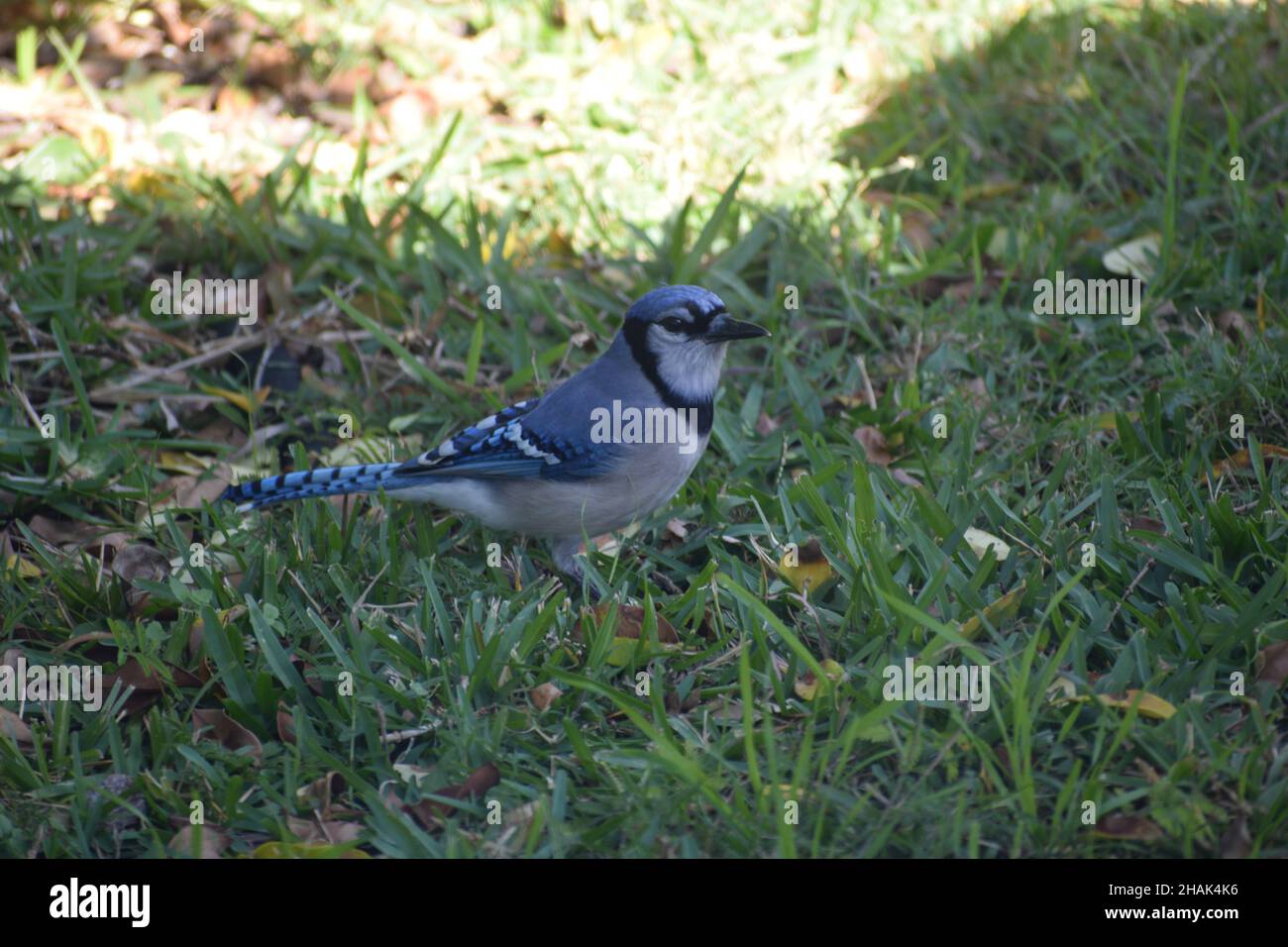 Un Bluejay si trova in un prato ombreggiato. Foto Stock