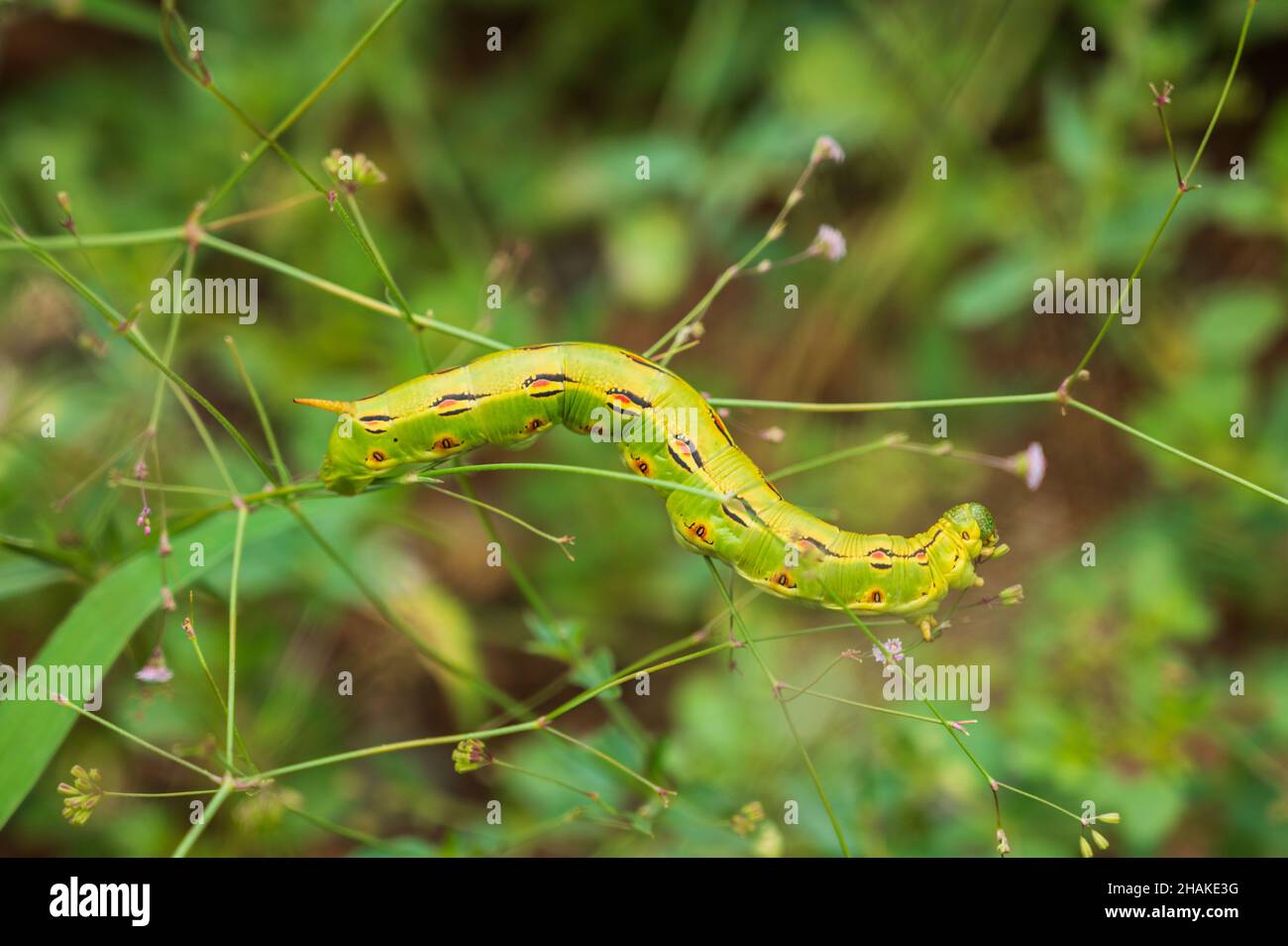 Macroscopa di fiancheggiata bianca di brughiera di sfinge sulla vegetazione. Foto Stock