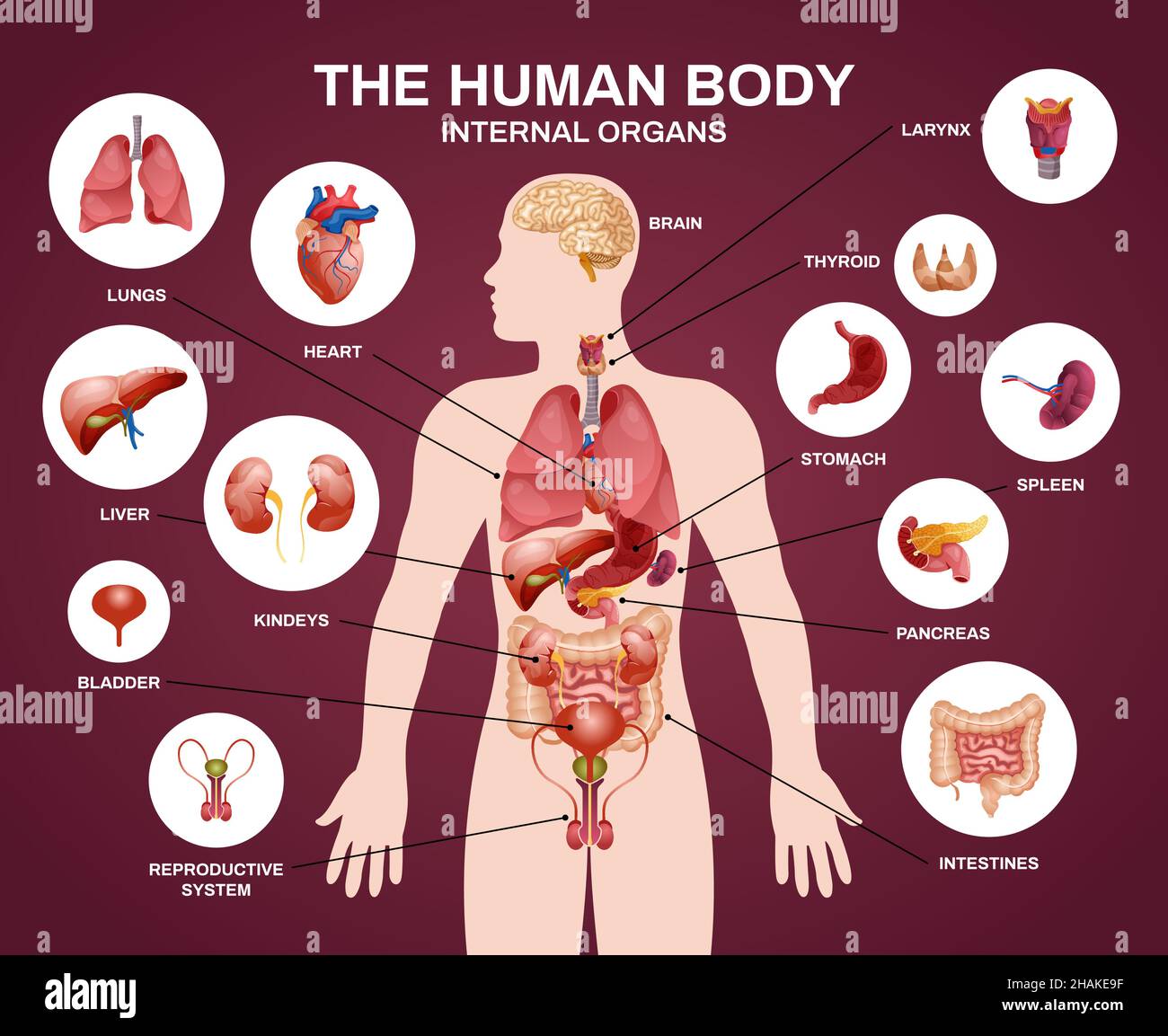 Composizione Della Silhouette Interna Degli Organi Umani Con Titolo Degli Organi Interni Del 3527