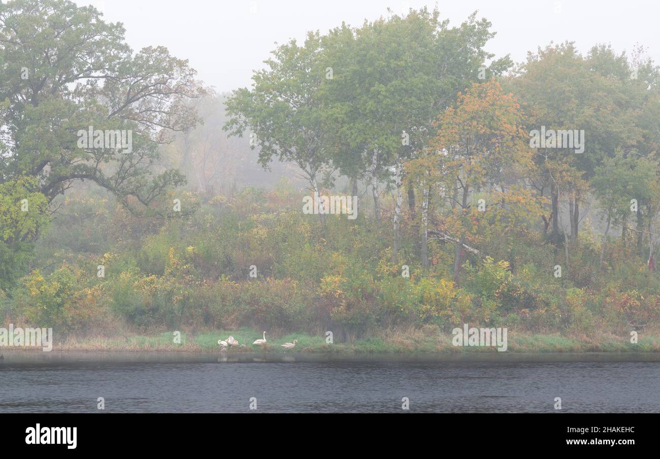 Famiglia di cigni Trumpter (Cygnus buccinator) in nebbia, sul lago, Autunno, e USA, di Dominique Braud/Dembinsky Photo Assoc Foto Stock