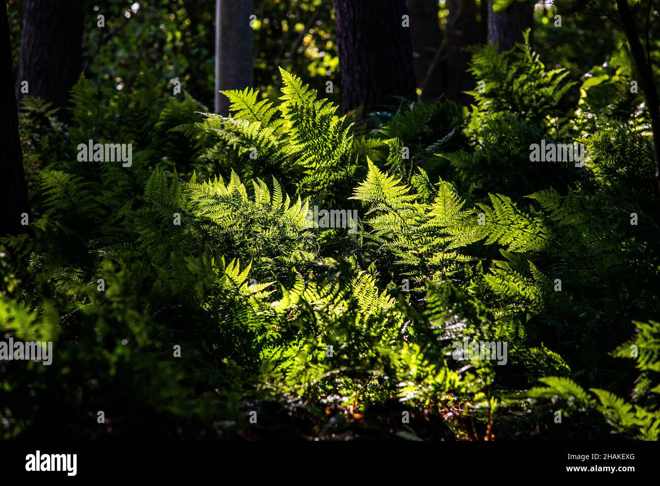 Felci in bosco retroilluminati dal sole autunnale Foto Stock