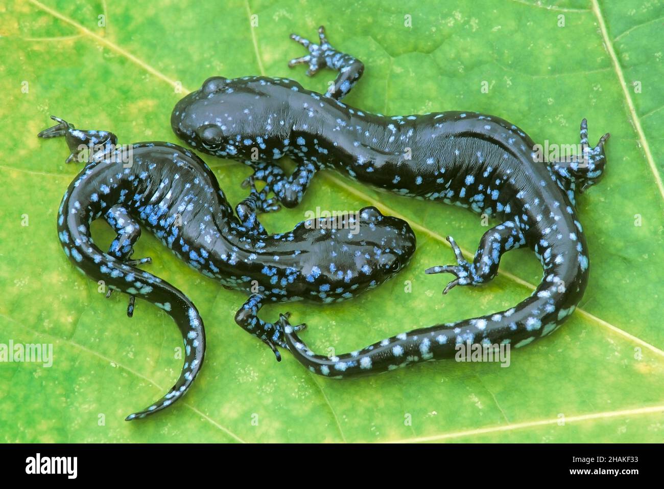 Coppia di salamandre a macchie blu (Ambystoma laterale), poggiante su foglia vicino al bosco stagno, e USA, di Skip Moody/Dembinsky Photo Assoc Foto Stock