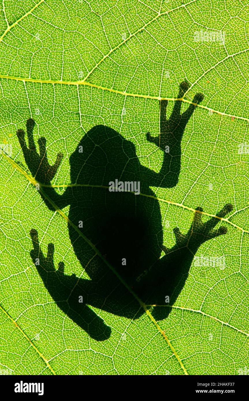 Gray Tree Frog (Hyla versicolor), silhouette, su foglia di uva selvatica (Vitis riparia), e USA, di Skip Moody/Dembinsky Photo Assoc Foto Stock