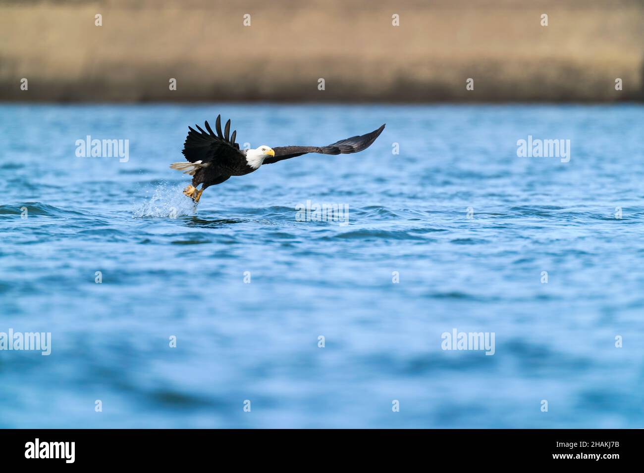 Un'aquila Bald adulta che vola con un pesce appena pescato nella sua diga di Conowingo di taloni, Maryland, East Coast, USA Foto Stock