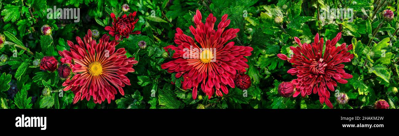 Ago coreano al crisantemo con petali a forma di cucchiaio (Chrysanthemum koreanum). Cultivar con fiori rossi d'argento. Tre fiori tra fogliame primo piano. Foto Stock