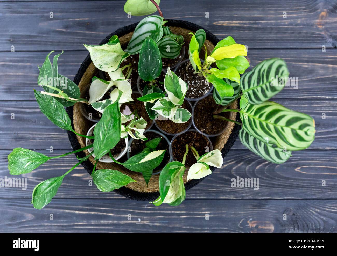 Piante verdi diverse in pentole sul tavolo di legno. Giardino interno, giardinaggio domestico. Casa interno con fiori, primo piano Foto Stock