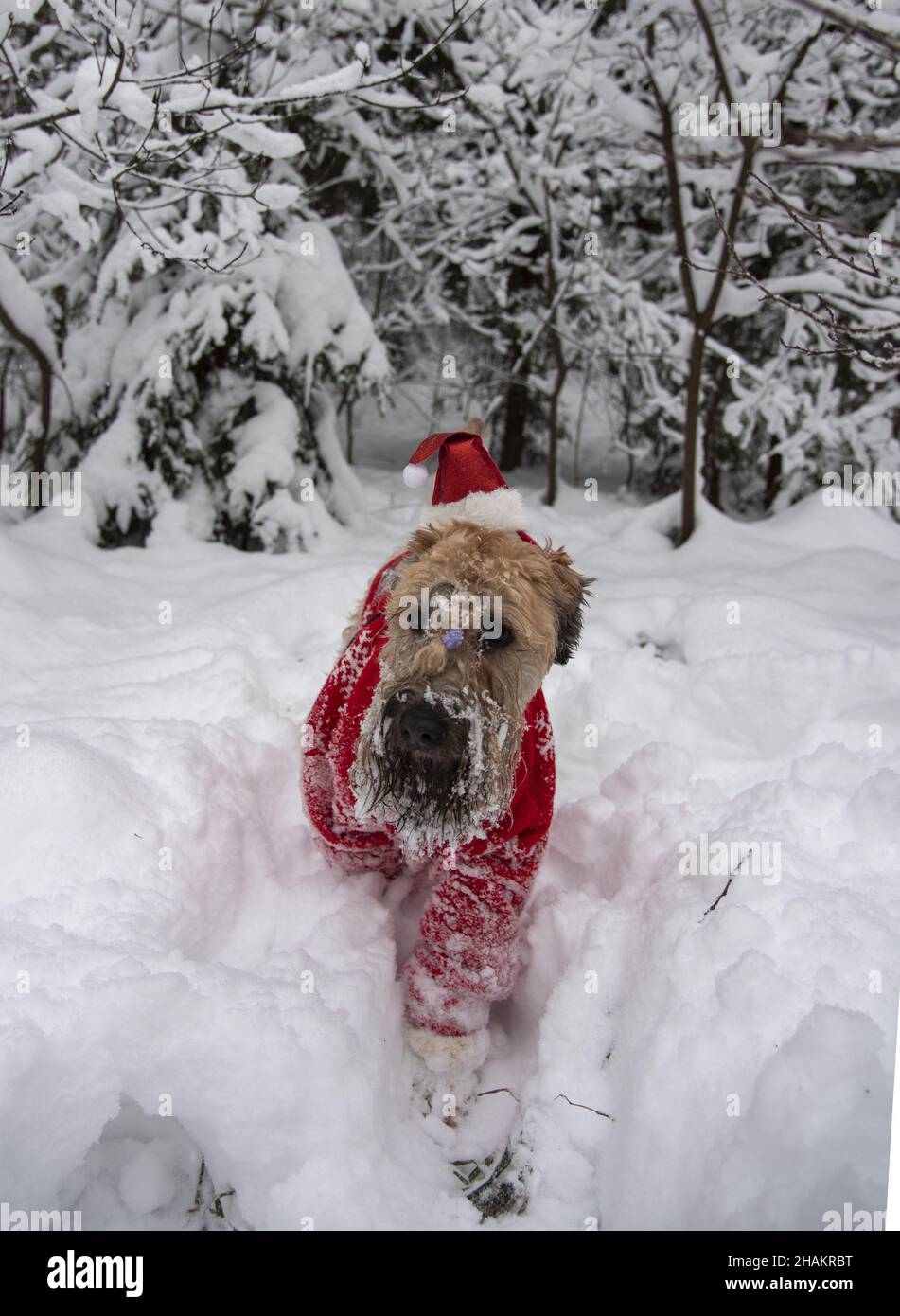 Terrier di Wheaten con rivestimento morbido irlandese. Un soffice cane rosso in abito rosso di Capodanno si pone in una foresta coperta di neve. Foto Stock