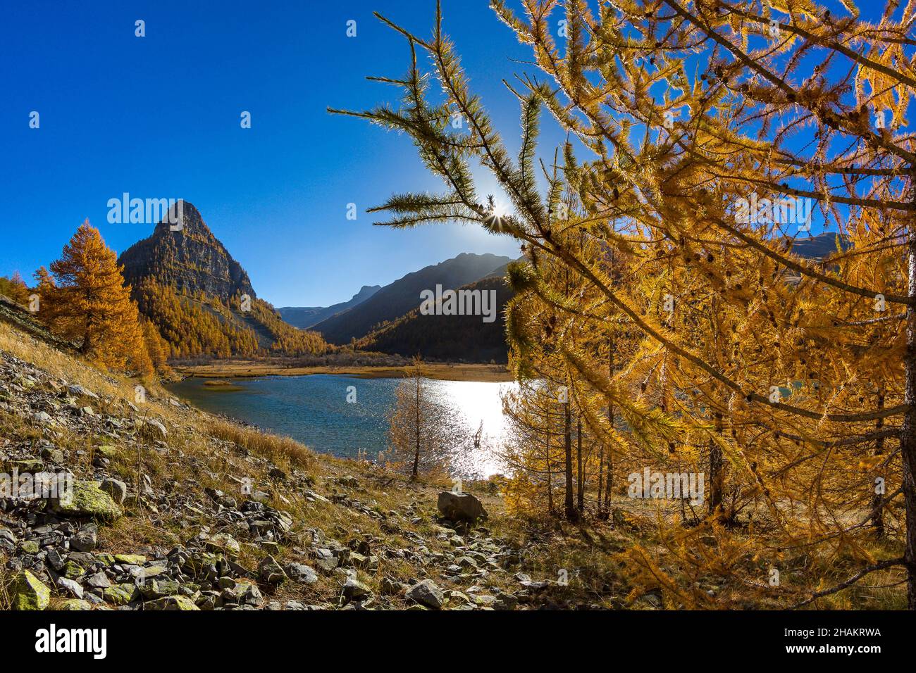 ALPES DE HAUTE-PROVENCE, 04, VALLE DI UBAYE, JAUZIERS, TOUR DEL LAGO DI SAGNES E LA FORESTA DI LARICE IN AUTUNNO Foto Stock