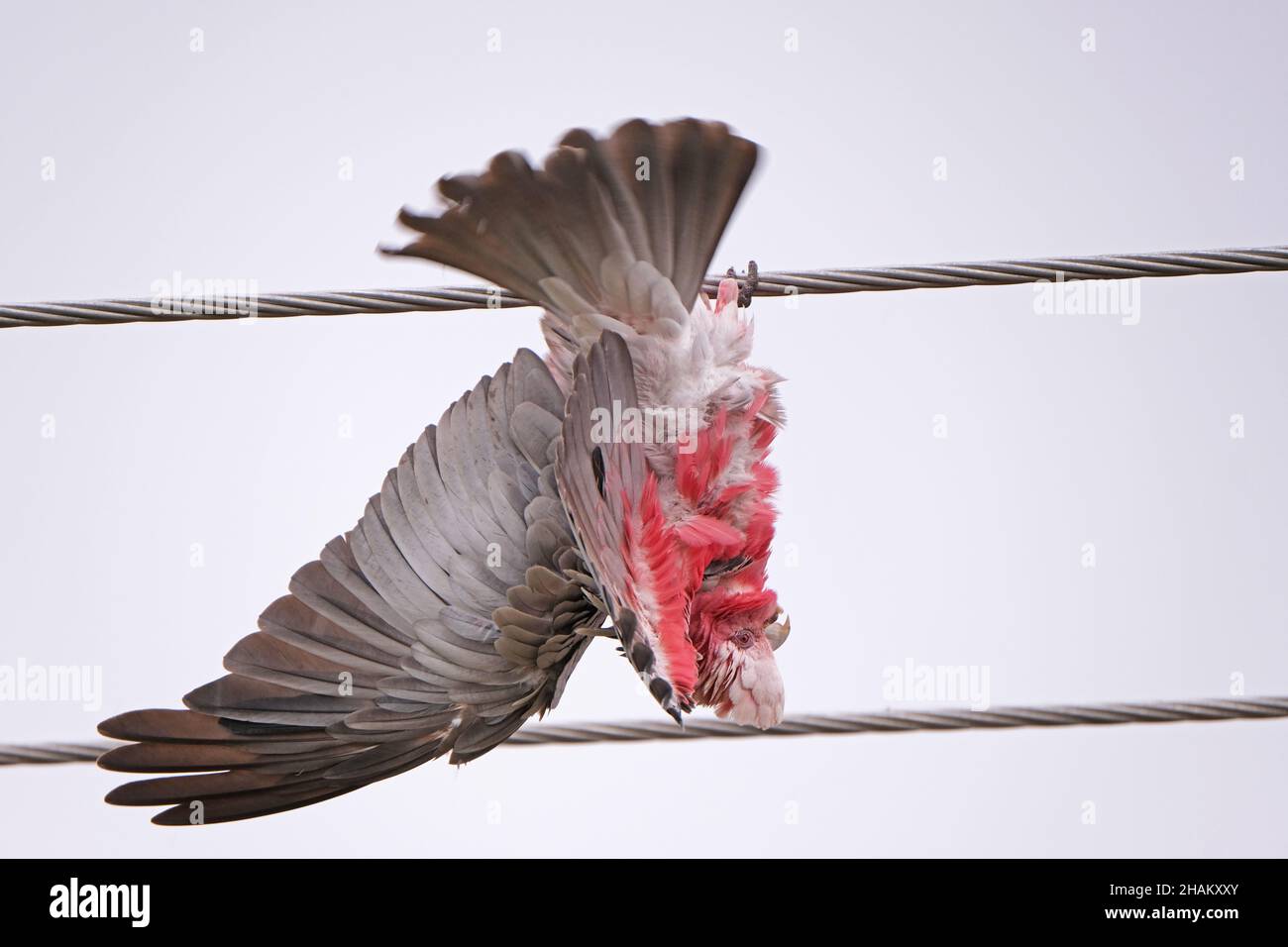 Una Galah, un uccello australiano nativo, appeso capovolto durante la pioggia leggera in Adelaide Australia Foto Stock