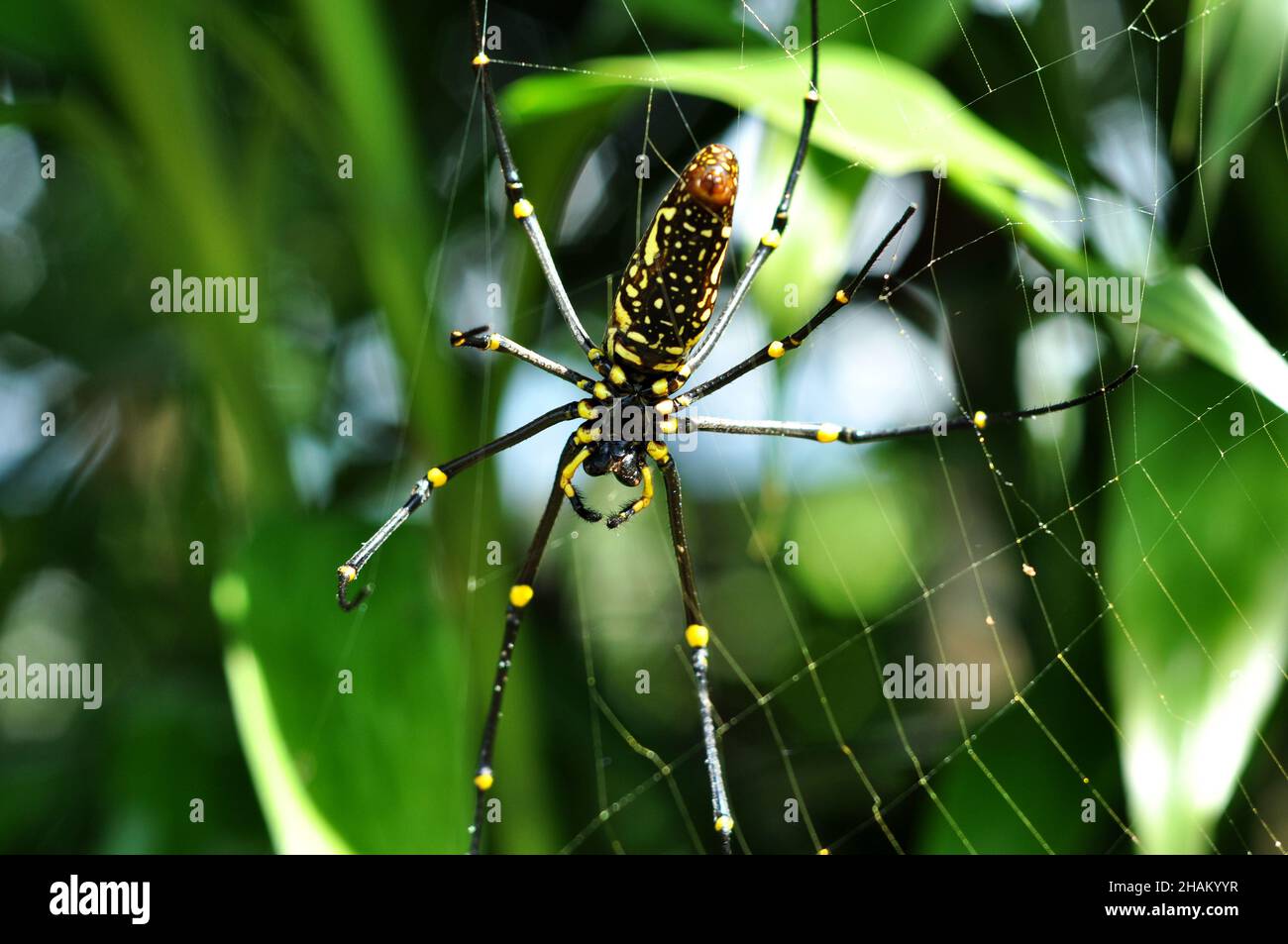 Il ragno di Nophila pilipes conosciuto come il tessitore d'orb d'oro del nord o tessitore d'orb d'oro gigante, è una specie di ragno che appartiene alla classe Arachnida Foto Stock