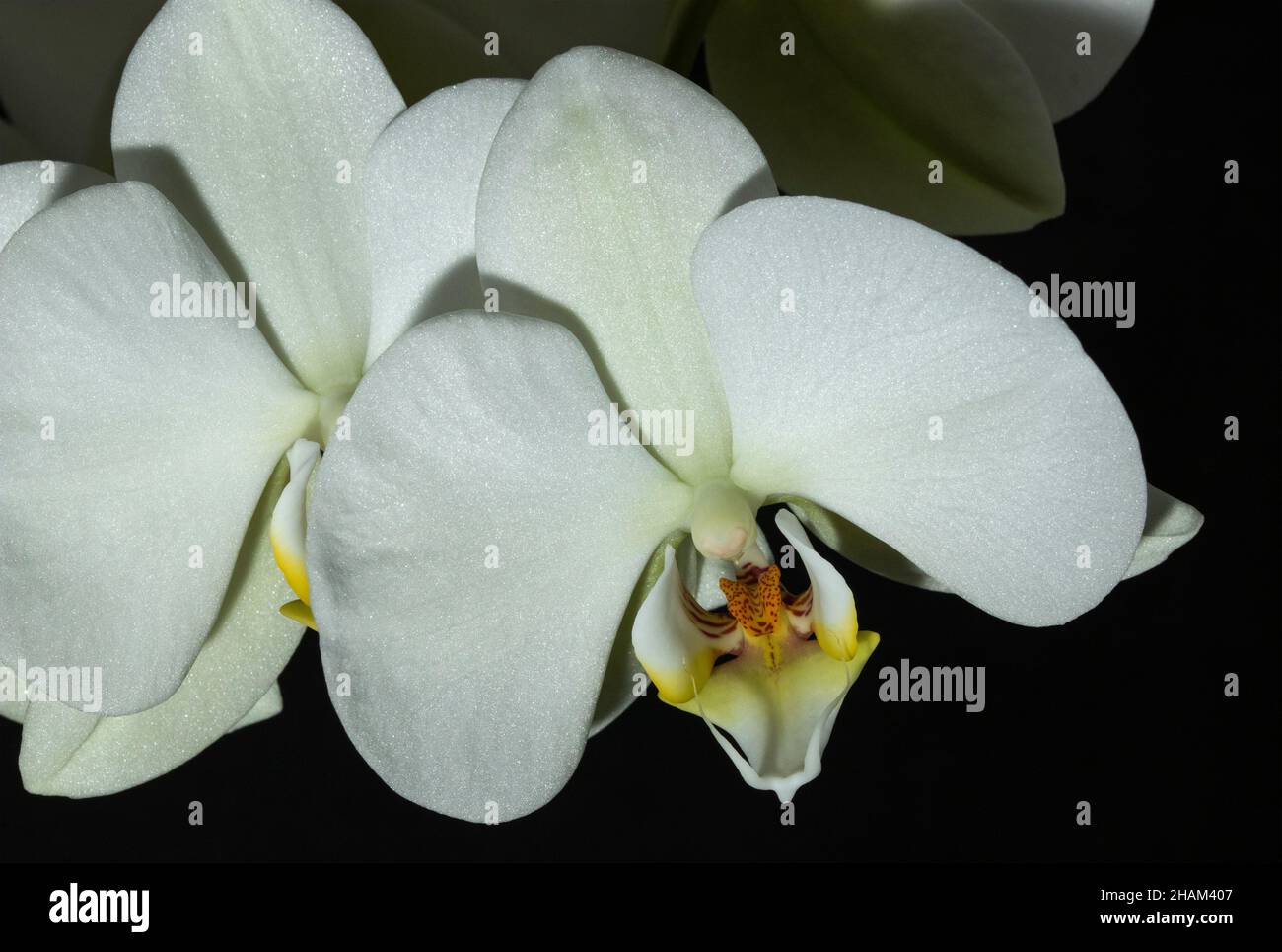 Il Moth Orchid è disponibile in molti colori. I metodi orticoli moderni significano che la propagazione di queste piante una volta difficili da coltivare ora è facile Foto Stock