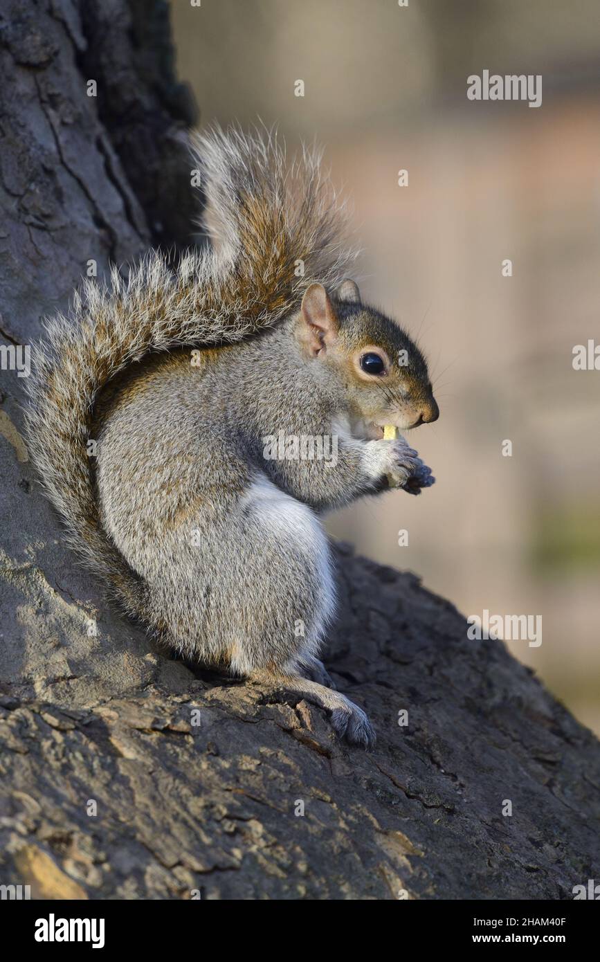 Scoiattolo grigio (scoiattolo grigio orientale / scoiattolo grigio) Sciurus carolinensis. St James's Park, Londra. Regno Unito, dicembre Foto Stock