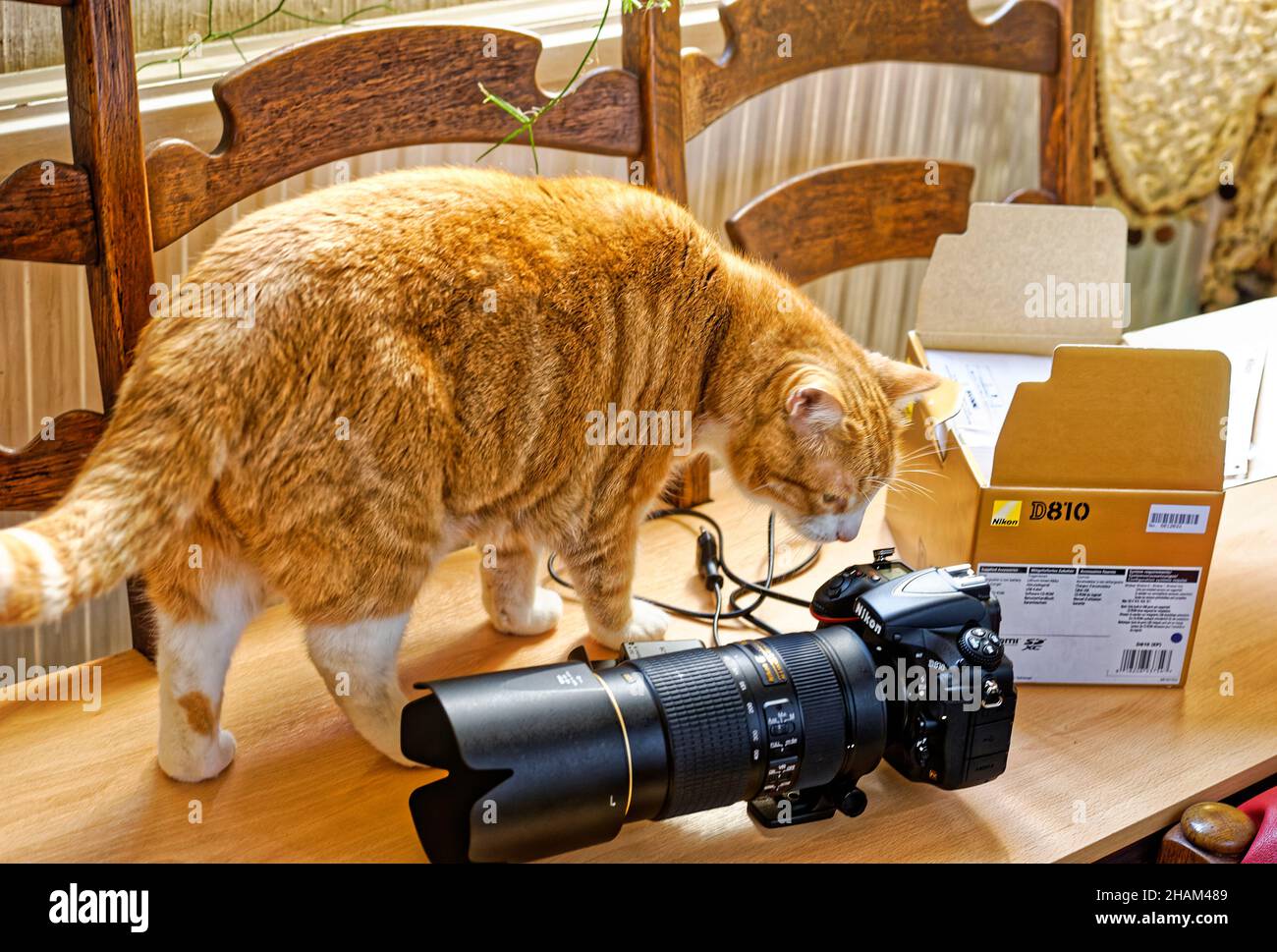 Fotokamera Nikon und Hauskatze Test 2021 Foto Stock