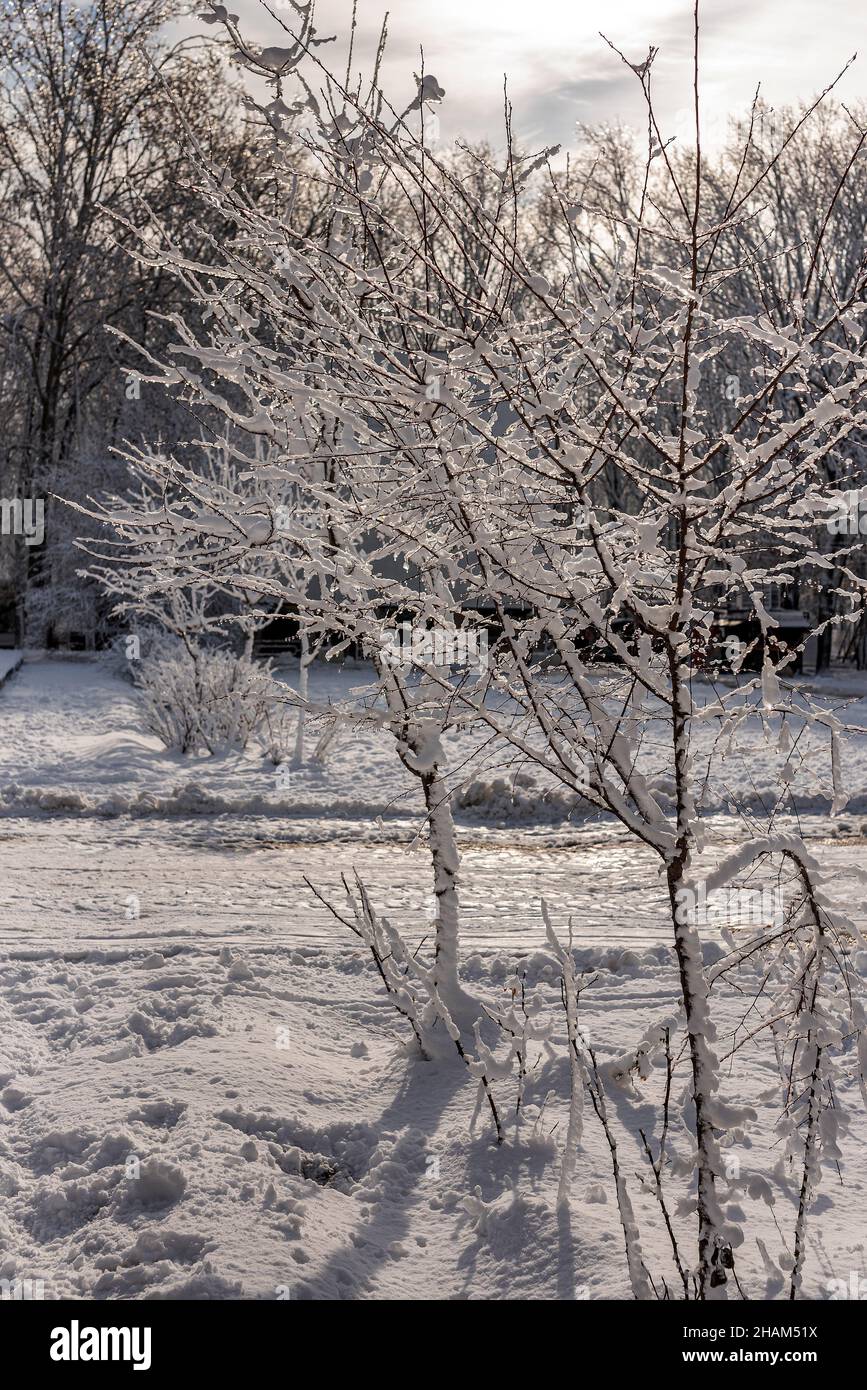 Betulla innevata in inverno. Idilliaca scena invernale con due alberi giovani e neve fresca. Scatto verticale Foto Stock